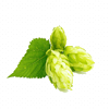 Hops