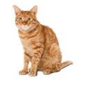 Kennelcat