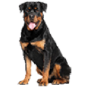 Kennelchop