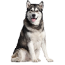 Kennelhusky