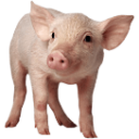 Kennelpig
