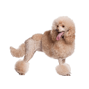 Kennelpoodle