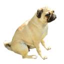 Kennelpug