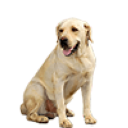 Kennelretriever