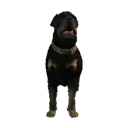 Kennelrottweiler