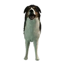 Kennelshepherd