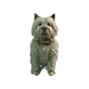 Kennelwesty