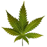Lemonskunk leaf