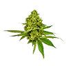 Lemonskunk untrimmed bud