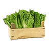 Lettuce crate