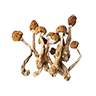 Magic mushroom