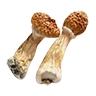 Magic mushrooms dry