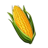 Maize