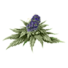 Marijuana bud1 untrimmed