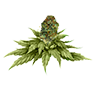 Marijuana bud2 untrimmed