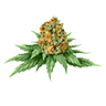 Marijuana bud3 untrimmed