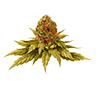 Marijuana bud4 untrimmed
