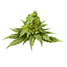 Marijuana bud5 untrimmed