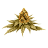 Marijuana bud6 untrimmed