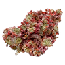 Marijuana bud7
