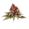 Marijuana bud7 untrimmed