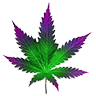 Northernlights leaf