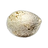 Northernlights seed