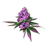 Northernlights untrimmed bud