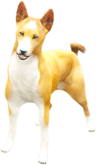 Nw basenji