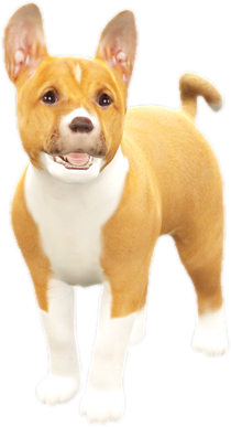 Nw basenjipuppy
