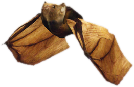 Nw bat