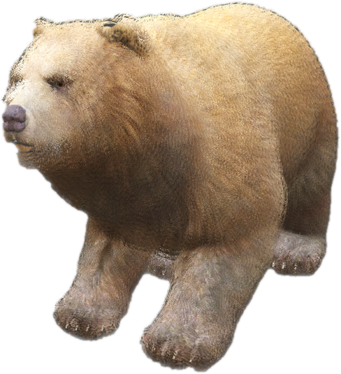 Nw bear