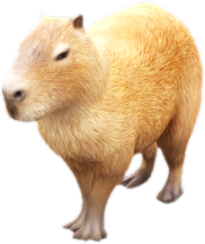 Nw capybara