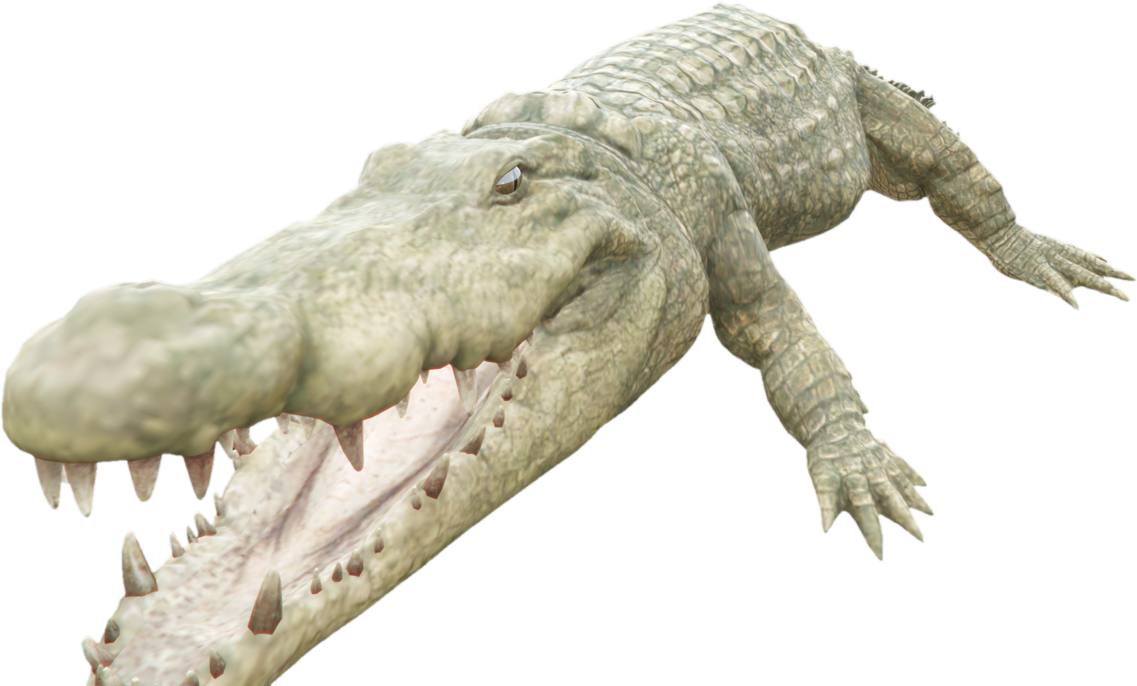 Nw crocodile