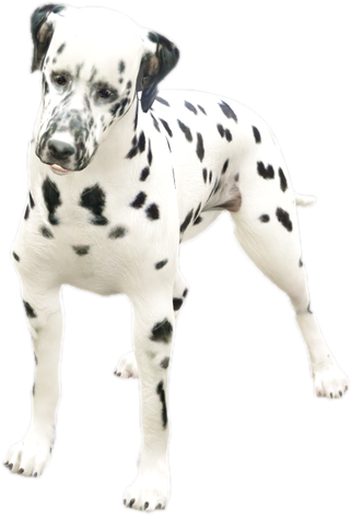Nw dalmatian