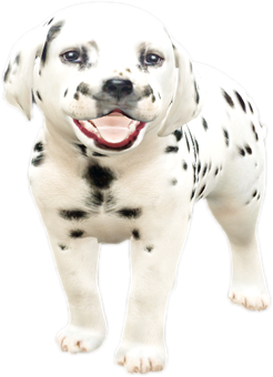 Nw dalmatianpuppy