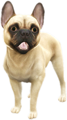 Nw frenchbulldogpug