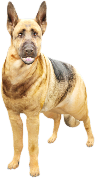 Nw germanshepherd