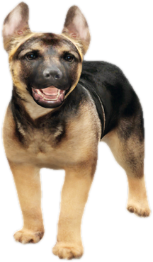 Nw germanshepherdpuppy