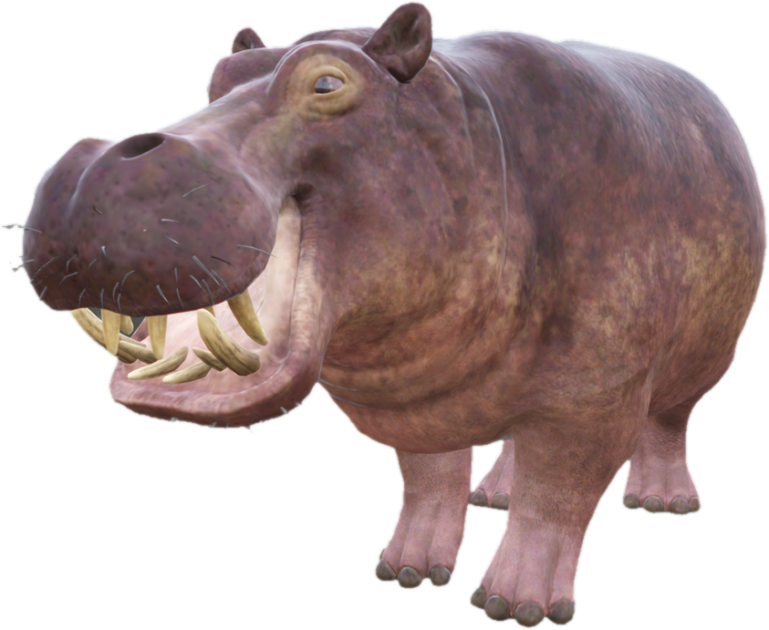 Nw hippo