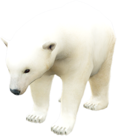 Nw icebear