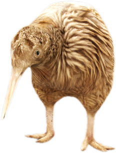Nw kiwi