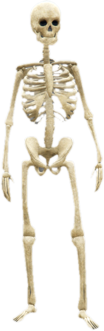 Nw skeleton