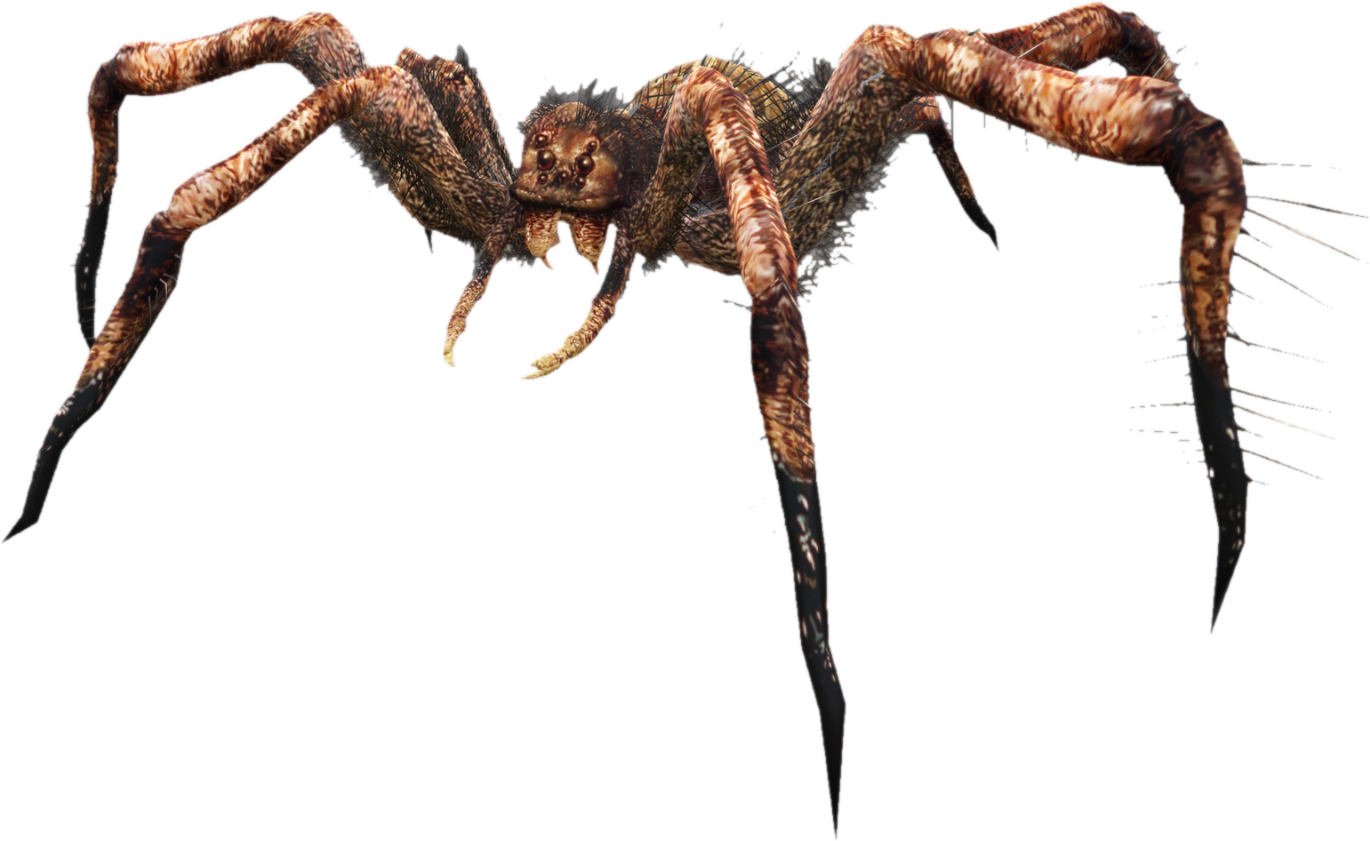 Nw spider