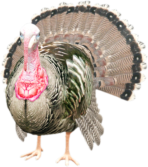 Nw turkey