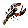 O lobster
