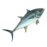 O mackerel