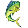 O mahi mahi