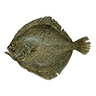 O pacific halibut
