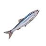 O pacific sardine